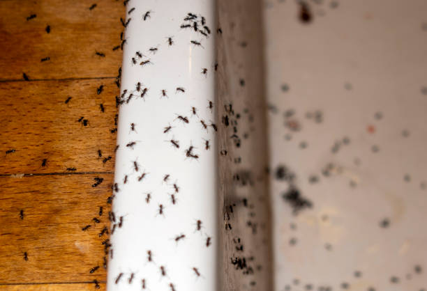 Best Pest Prevention Services  in Butler, AL